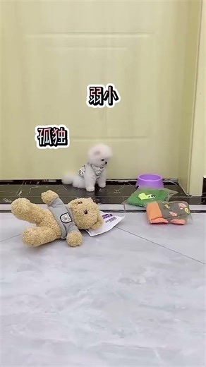 Adorable Small Teacup Dog, Cuddly And Happy 🐶🤍 #TeacupDog #MiniPup