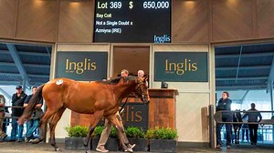 2.5K views · 14 reactions | Inglis is having its Premier Sale time and, just like the Classic Sale earlier this month, the Premier Sale is expected to hit record numbers. Sponsored content by Inglis | Sky News Australia | Facebook