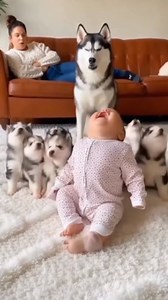 751K views · 31K reactions | Baby Vs Six Husky Puppies  #facebookreelsviral #viralreelsfacebook #facebookreel #cutebaby #funnyvideos #huskies #puppy #babyandpuppy #howling | DoggosDaily | Facebook