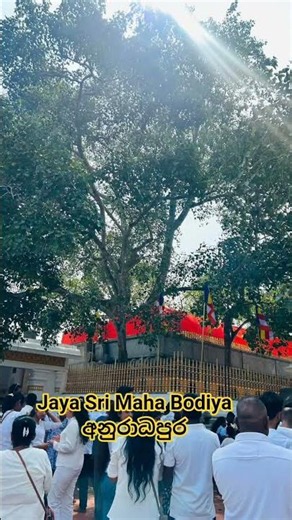 Jaya Sri Maha Bodiya #Anuradhapura#Buddha