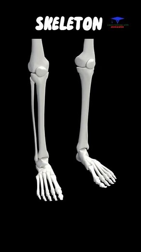 the human skeleton 3d animated short video. #skeleton