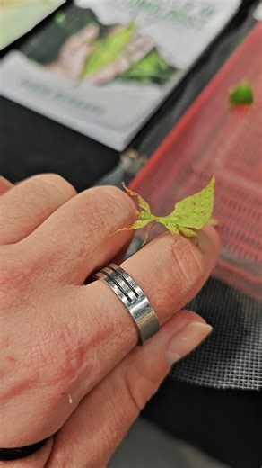 Wietse Chanet / Phasmedia on Instagram: "👋 Say hi to little Phil! 🌿 Little Phil is a leaf insect, an insect related to stick insects that has mastered the ability to look and move like a leaf. 🍃 Leaf insects often sit as still as possible to blend in with the environment, but when there's some movement or wind, they start to walk - shakily, like they are dancing, just like a real leaf - and eat. 👉 Send this to someone who needs to meet Little Phil! #insect #nature #bio #cute #pet"