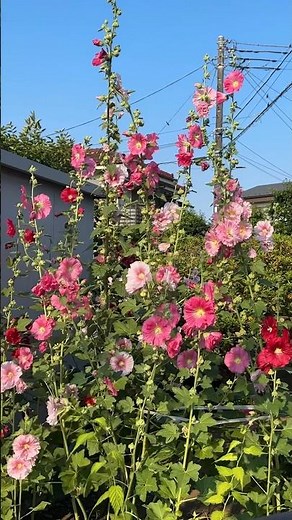 Alcea Rosea - Hollyhocks Plants | Alcea Rosea Plants | Hollyhocks Plants | Be ben
