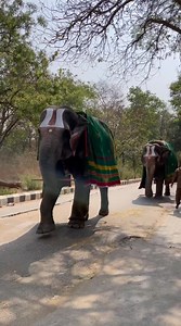 The majestic creature with the mahout showering blessings is a treat to watch 🐘❤️ Credits: @mr.c_visuals #tirupati #tirupathi #tirumala #itsmytirupati #elephants #elephant #elephantlovers #elephantsofinstagram #zoo #zoopark #zoophotography #elephantlove #ttd #lordganesha #saveelephants #lordganesh #ganapathi #ganpathibappamorya #elephantsworld | It's My Tirupati