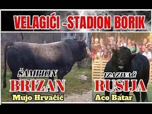 BRIZAN OD HRVAČIĆA I RUSIJA OD BATARA VELAGIĆI 2023 KORIDA
