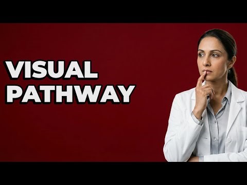 Where Is The Optic Chiasm Located In The Brain?