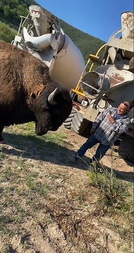 Bison Headbutt Knock Down || ViralHog