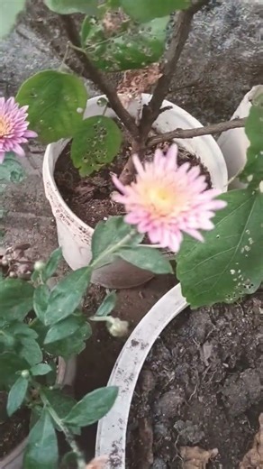 how to take care of your Chrysanthemum plant to get maximum flowering