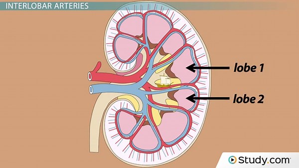Blood Supply of the Kidneys