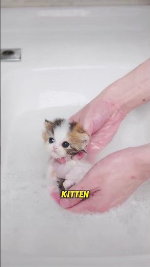 How to Bathe a Newborn Kitten #cat #shorts #animals