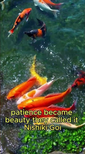 Why Koi Fish Are Worth Millions — Origin, Legend & Meaning Explained