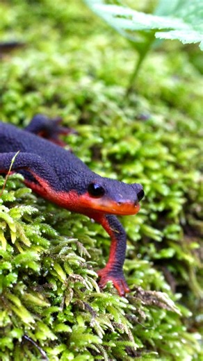 Blake Knapp🌲 on Instagram: "The red bellied newt (Taricha rivularis) normally native to the coastal range of Sonoma county to Humboldt county has a strange isolated population more than 80 miles from its closest known range. This separated population is not genetically distinct from its main population so researchers haven’t found a concrete conclusion on how they got there. However it’s thought the population was introduced. The suspect is a scientist Victor Twitty who was known for exp