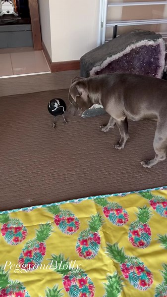 Hey Ruby I was playing with that 🐶🕊💕🐾 | Peggy and Molly