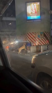 Every day, thousands of indie puppies and dogs struggle silently on the streets battling hunger, injuries, extreme weather, and human neglect. Many of them never experience what it feels like to be loved, to feel safe, or to belong somewhere.But adoption can change everything.It can turn fear into trust, pain into healing, and loneliness into a lifetime of companionship.Look at this child how lovingly he is playing with the dog. There is no fear, no hesitation, just pure joy. And see how beautif