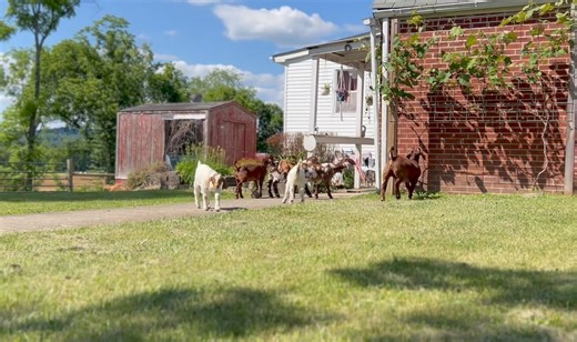 Who keeps eating my grape vines? | Bentley Bros. Farms