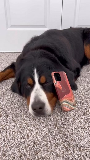 71K views · 1.8K reactions | Derek has a crush  @jasonbankscomedy | Grizzly bane | Facebook