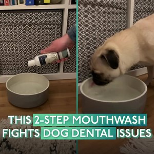 2.1K reactions · 918 shares | This 2-step process takes seconds to apply (without your dog even realising), fights bad breath and gum disease, no matter the severity...  Formulated to freshen your dog's breath and strengthen their gums  Easy 2-step process  Guaranteed results in 90 days or full refund Try the new vet-recommended alternative to brushing and receive 25% off today!  | PetLab Co. | Facebook