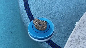 194K views · 1.7K reactions | This Sidewinder lucked out by finding a raft to survive its fall into a pool in Peoria this morning. It was cold (50s) but it will be ok. | Rattlesnake Solutions | Facebook