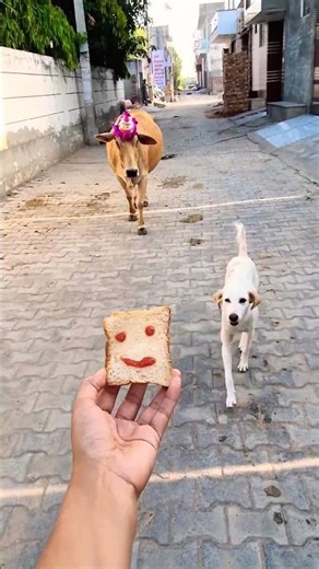 Cute ✨ Dog and calf birthday party! #funny #shotsvideo