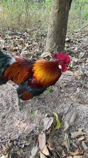 Wild rooster fighting#sittingonthedockofthebay #shortvideo