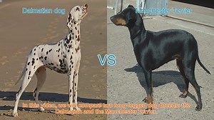 Dalmatian vs. Manchester Terrier: A Breed Comparison