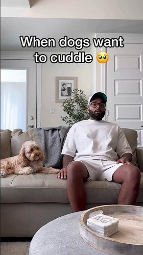 When Dogs Want to Cuddle 🥺