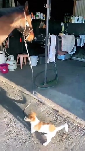 Let's go on a trip, I'm so bored | Animals TV