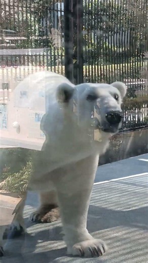 人気者白くまピース 愛媛県立とべ動物園