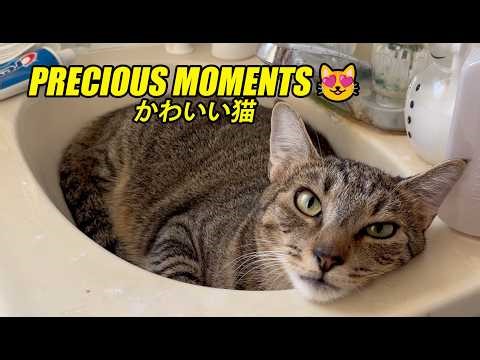 Precious Cat Moments 😽💕 | Tumbles, BJ, Swirls, Smores & Sailor Moon | かわいい猫たち