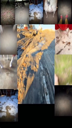 Compilation of all my “La La La by Moai” videos #doggy #brainrot #memes #funny #wtf | MisterMainer