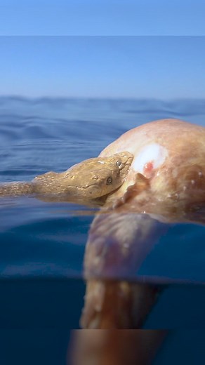 1.7M views · 3.5K reactions | Sea Snake eating a Frog Fish ————————————————————— This sea snake we came across out in blue water looked like he bit off a bit more than he could chew as he tried to choke down this juicy frog fish. #seasnake #snake #snakes #seasnakes #australia #westernaustralia #underwaterphotography #predator #frogfish | Dingus vs Wild | Facebook