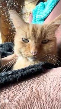 😻 3 of 4: Their EYES! Pretty Boy, Jack and Blackie have a new thing going on.