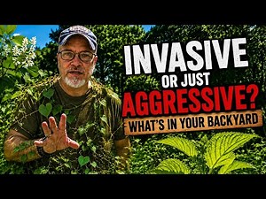 Invasive Plants Explained: What Every Gardener Should Know
