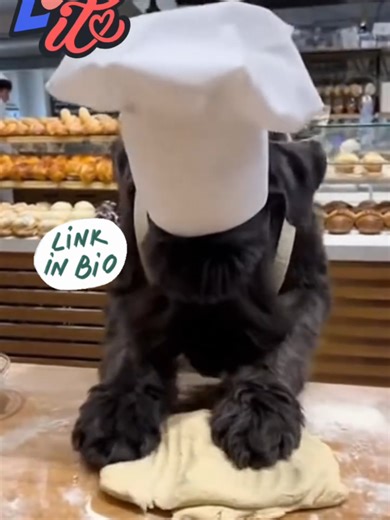 Gourmet Dog Cookie Dough Grab a pack today https://pawtree.com/Pup/products/983 #giantschnauzer #dogsoftiktok #dogfood #snow