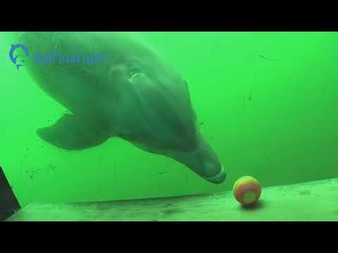 Dolfinarium Harderwijk Park Video Summer 2025 with updates fixed version