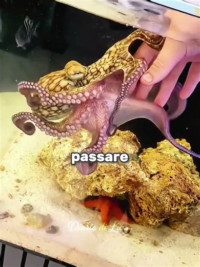 Il Polpo È Tornato dal Suo Vecchio Amico 🥹🌊