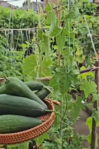 Short spong gourd|best vegetable garden|fresh cut vegetable from garden#gardening #