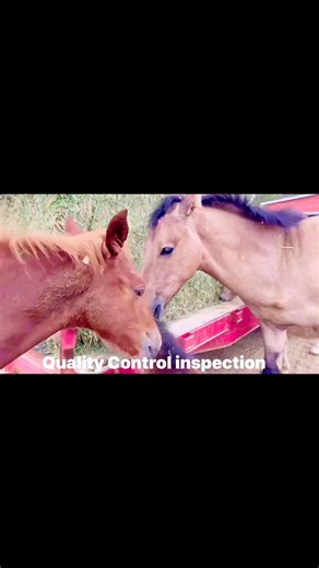 3K reactions · 55 shares | Quality Control Team in action | Jennifer Guilbert Aylesworth | Facebook