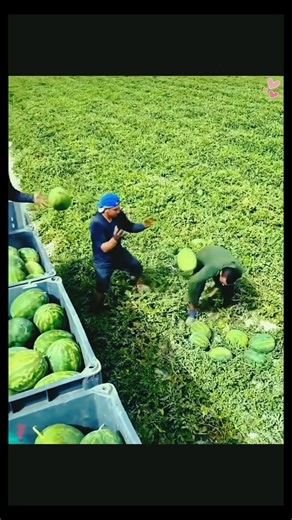 514K views · 14K reactions | تیز گام #reels #viral #trending #funny #facts | facto | Facebook