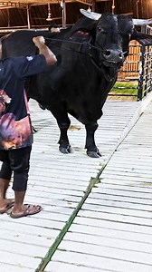 106K views · 1.1K reactions | Heavy muscled black bull weighing over 1.2 ton #bull #cattle #cow #holstein #sapimonster | Biggest Bulls Photography | Facebook
