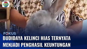 Kelinci Hias Pembawa Sumber Penghasilan | Fokus