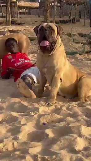 Les moments hilarants avec les chiens Boerboel