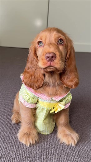 Adorable Cocker Spaniel Puppy in a Cute Dress