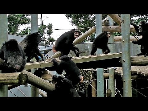 騒然とするチンパンジーの群れ（多摩動物公園） Chimpanzees in an uproar