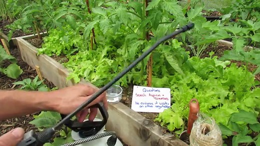How to Use Aspirin (Salicylic Acid) to Trigger Tomato Defenses: Why is this a Good Thing.. Beef Up the Beefsteaks!