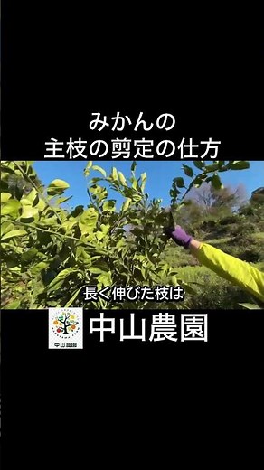 みかんの剪定【主枝の剪定】 #農業 #みかん #shorts #剪定