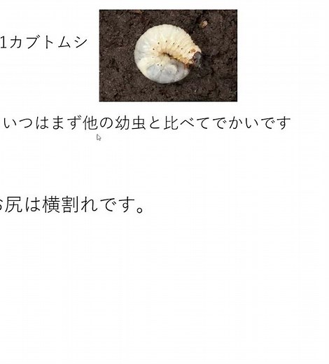 幼虫の見分け方 #shots ＃カブトムシ ＃クワガタ ＃コガネムシ