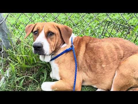 A2065507 Ben (female) and A2065472 Reese temp test