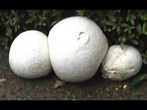 超巨大キノコのオニフスベ Giant Puffball Mushroom