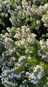 #42: White Erica carnea in full bloom flowers